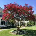 a large tree with vibrant red flowers in the foreground, surrounded by a well-maintained lawn and a white gazebo in the background.