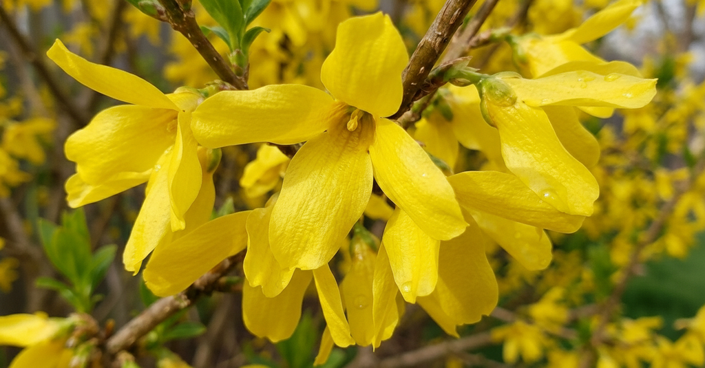 A close-up view of a branch with bright yellow flowers, with water droplets on their petals, creating a vibrant and lush appearance.