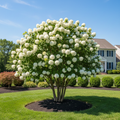 A large tree with white flowers stands in the center of a well-manicured lawn, surrounded by a black mulch circle and a neatly trimmed hedge. In the background, a house can be seen, adding to the serene and picturesque setting.