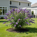 Blue Butterfly Bush