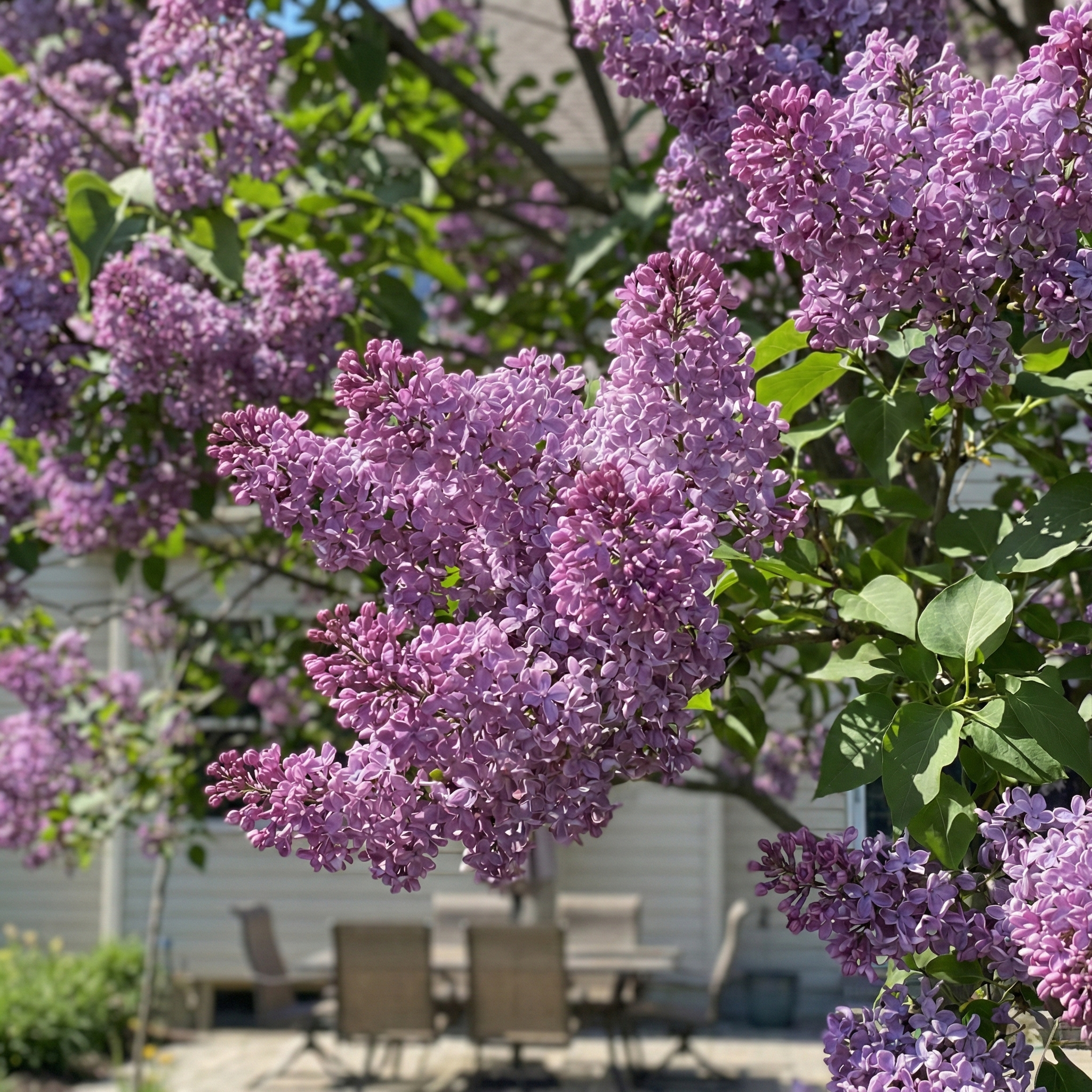 A tree with vibrant purple flowers in full bloom, surrounded by lush green foliage. In the background, there is a patio area with chairs and a table, creating a serene and inviting outdoor setting.