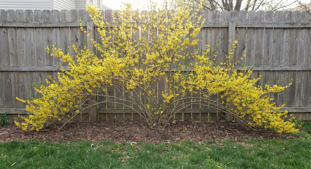 A vibrant yellow flowering bush stands in the foreground of a well-maintained garden, with a wooden fence and a house visible in the background.
