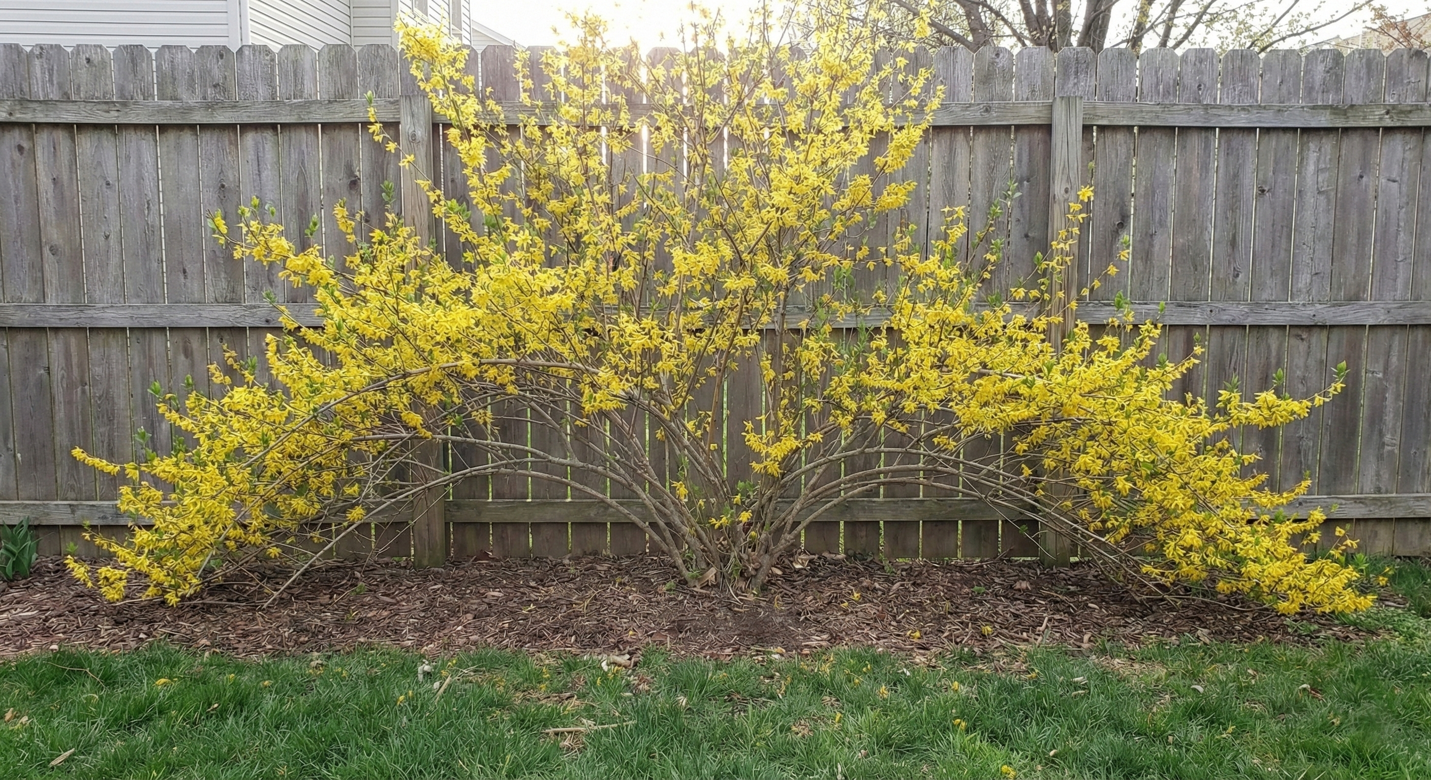 A vibrant yellow flowering bush stands in the foreground of a well-maintained garden, with a wooden fence and a house visible in the background.